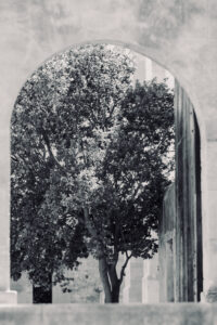 Tree photographed through arched wall