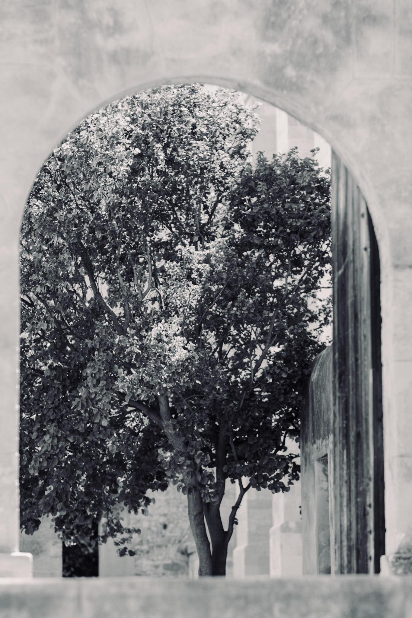 Tree photographed through arched wall