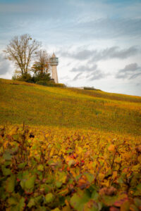 Lighthouse rising in vineyard, autumn