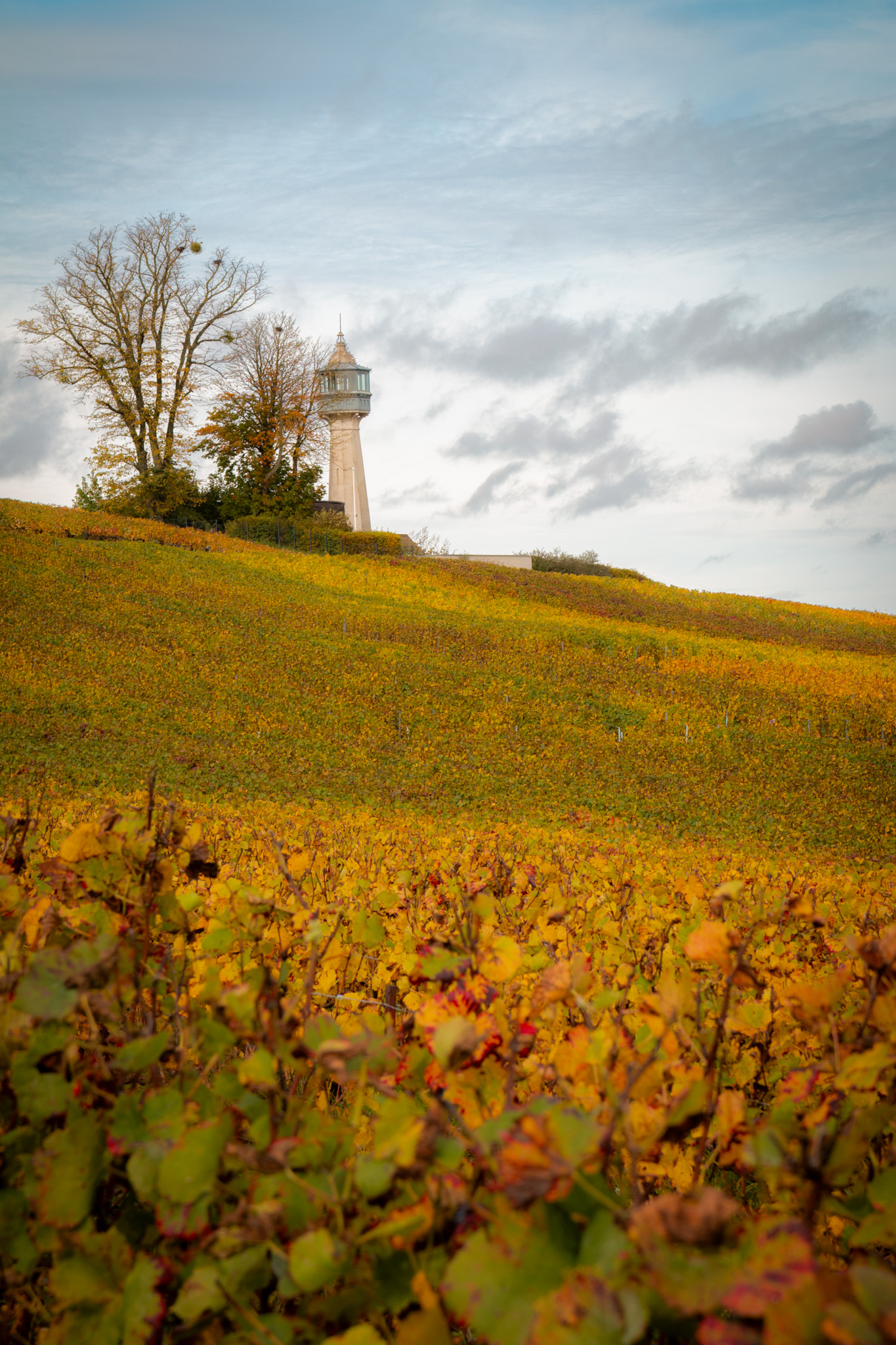 Lighthouse rising in vineyard, autumn