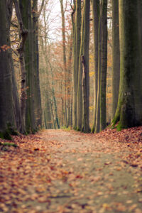 Long walkway between trees