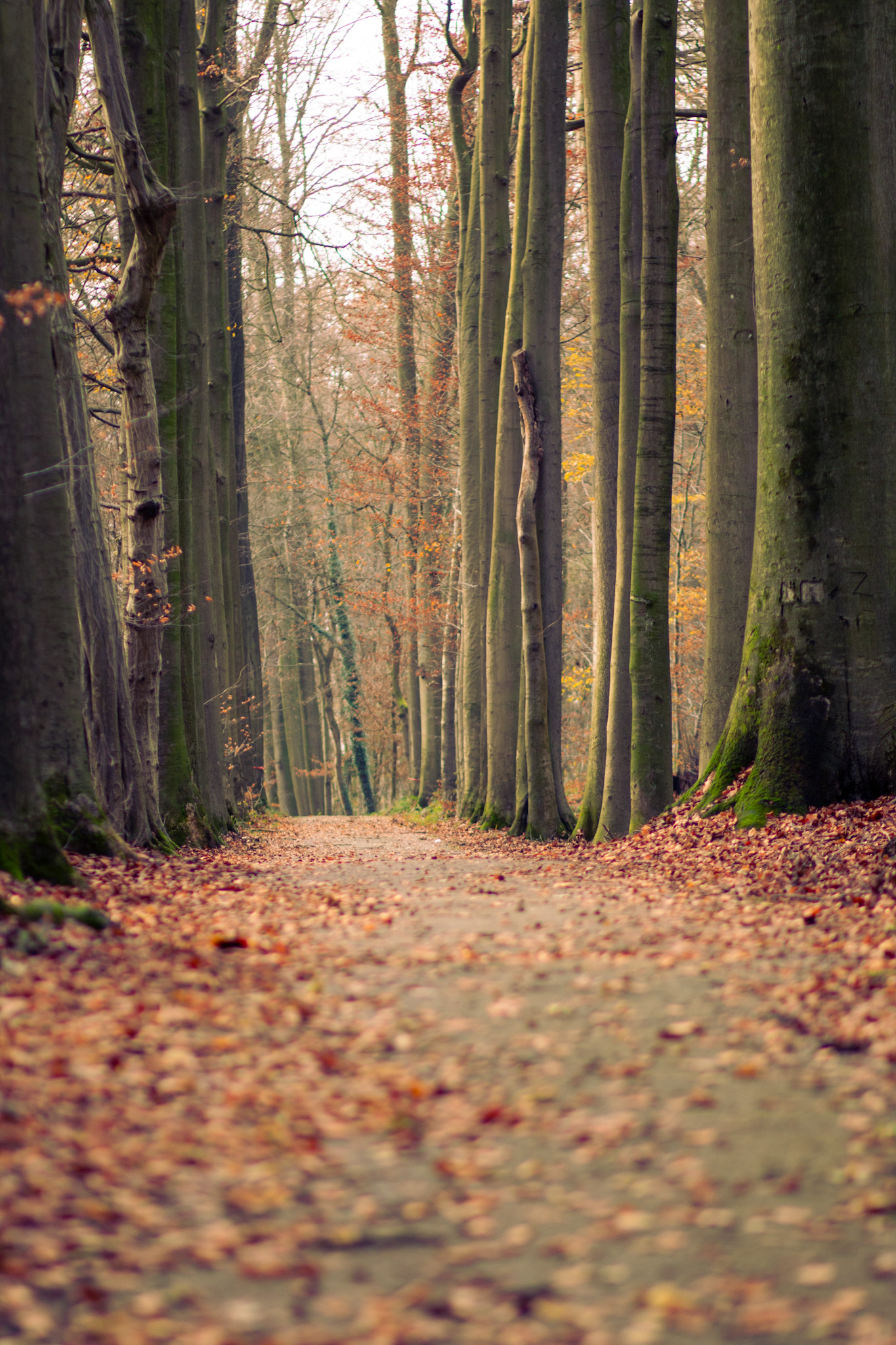 Long walkway between trees